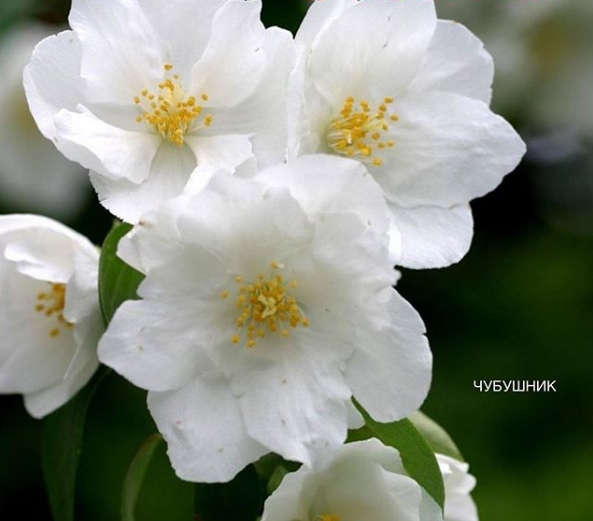 Чубушник: краткое описание Чубушник: краткое описание