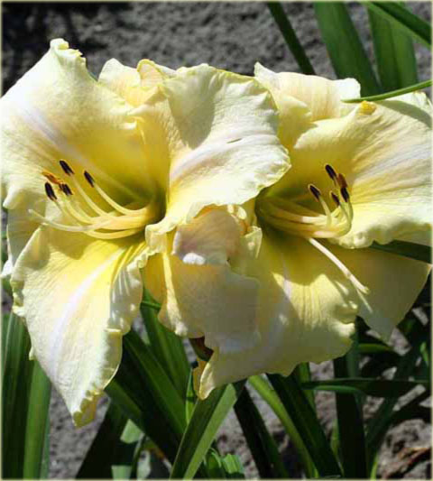 Лилейник Арктик Сноу - Hemerocallis Arctic Snow р9