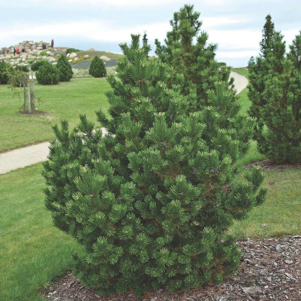 Основное изображение товара