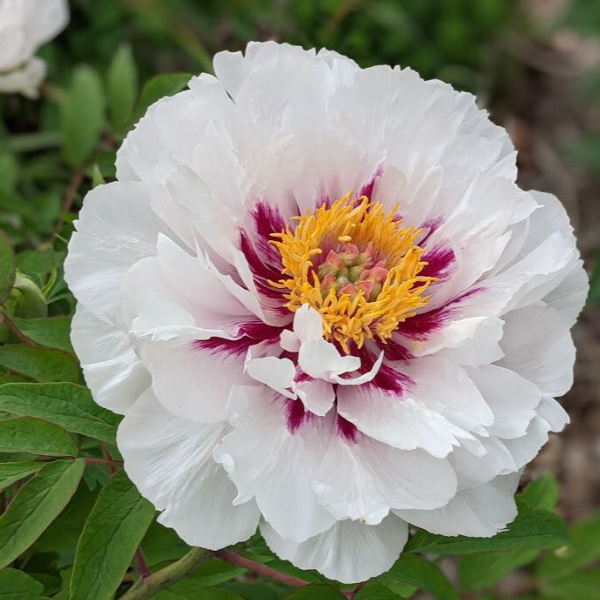 Основное изображение товара