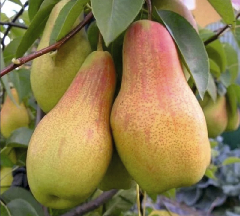 Основное изображение товара