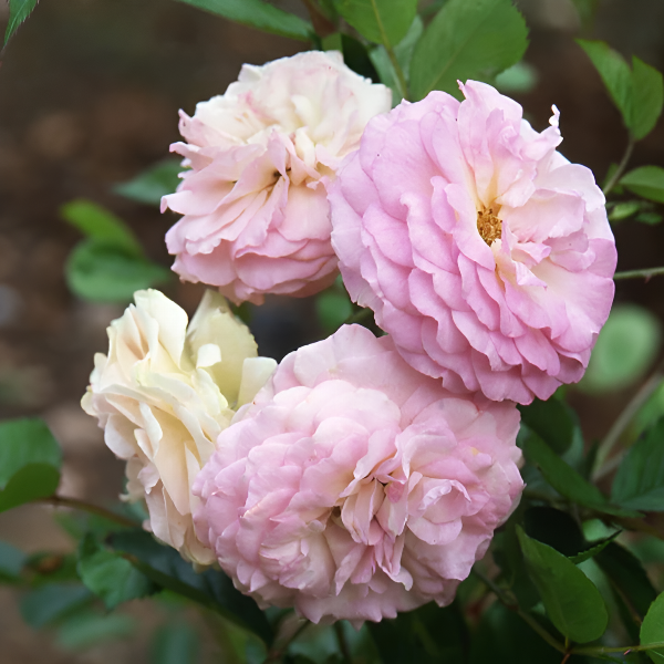 Роза мускусная Pink Prosperity