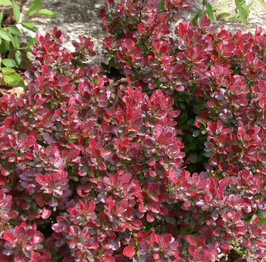 Барбарис Тунберга «Атропурпуреа Нана» Berberis thunbergii “Atropurpurea Nana”