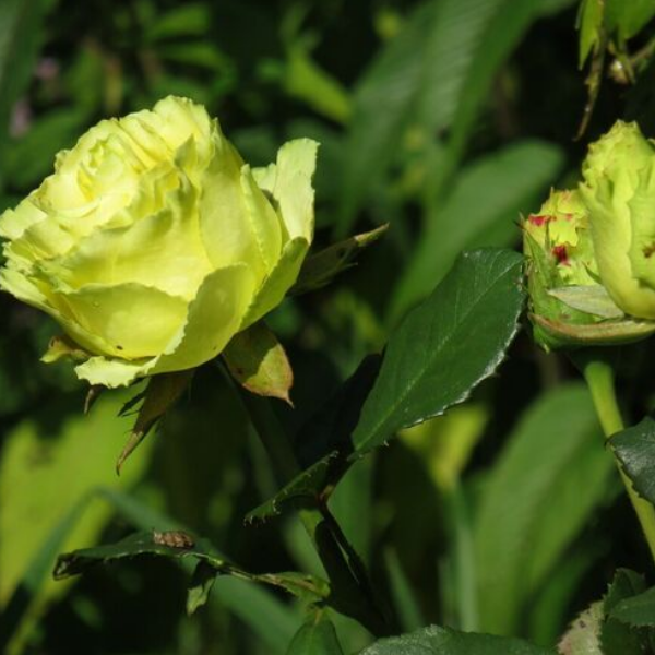 Основное изображение товара