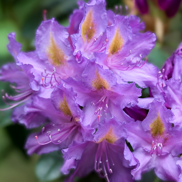 Основное изображение товара