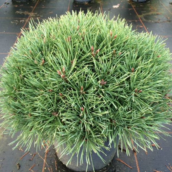 Основное изображение товара