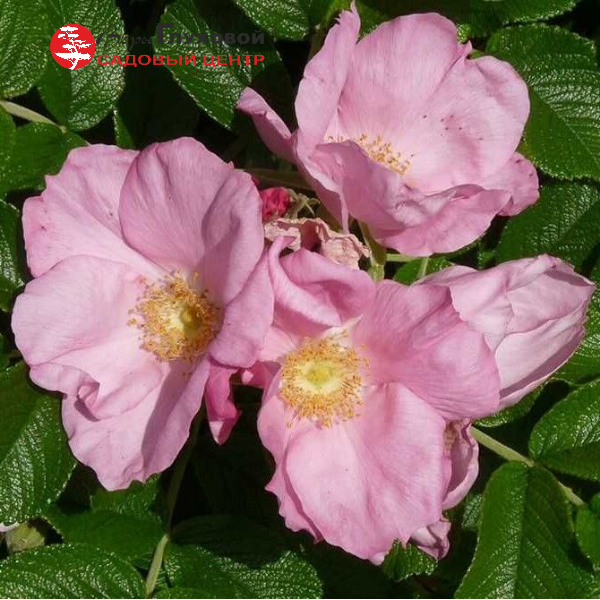 Основное изображение товара