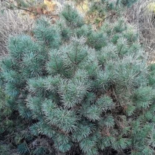 Основное изображение товара