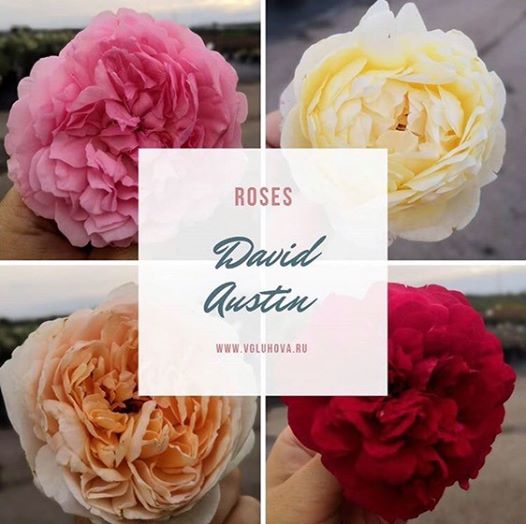 Английские розы в нашем садовом центре Английские розы в нашем садовом центре