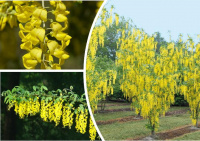 Бобовник анагиролистный