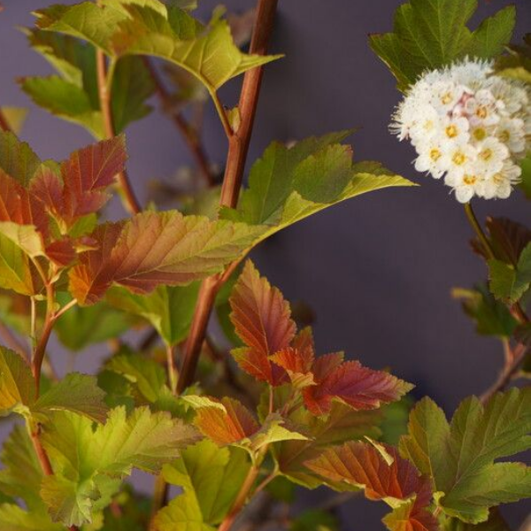Пузыреплодник калинолистный Амбер Джубиле