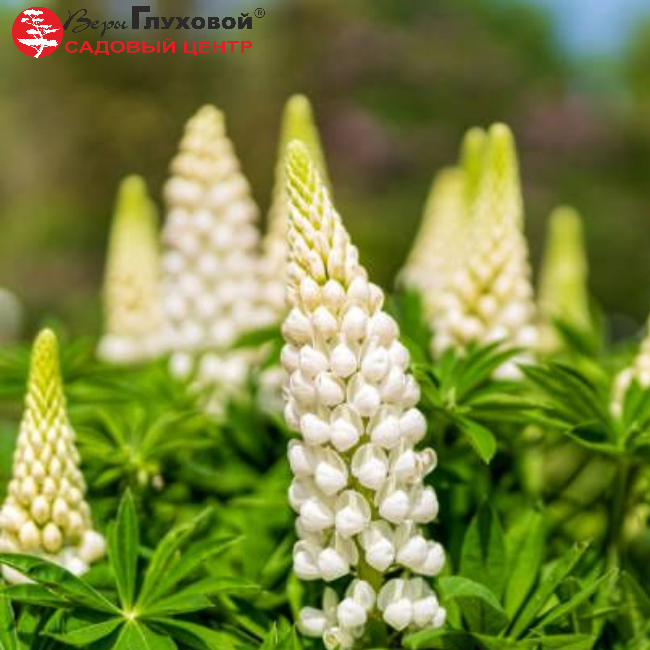 Основное изображение товара