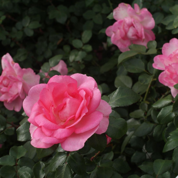 Основное изображение товара