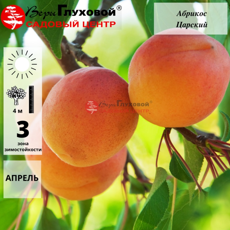 Абрикос Царский (ранний сорт) 5-летка