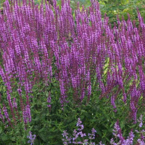 Шалфей дубравный Аметист