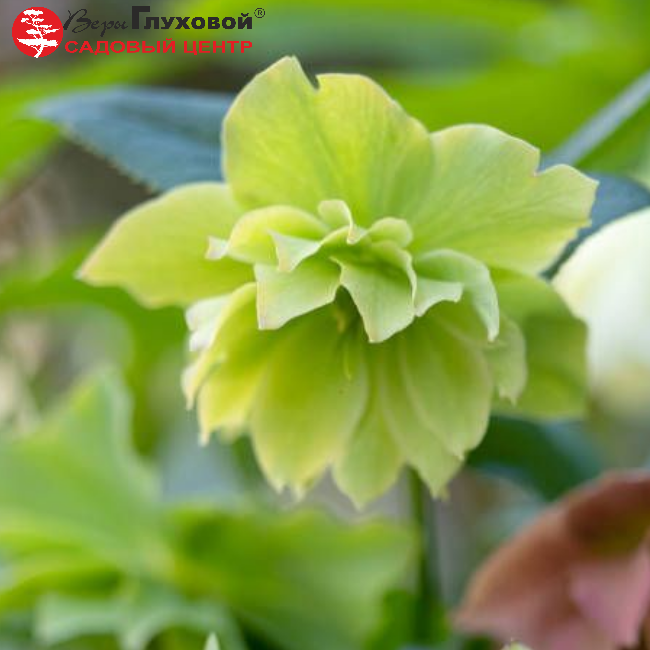 Основное изображение товара