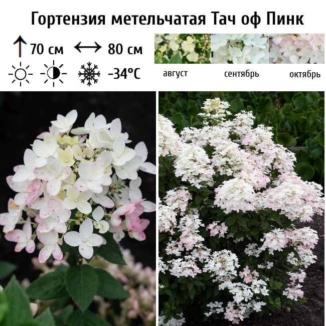 Основное изображение товара