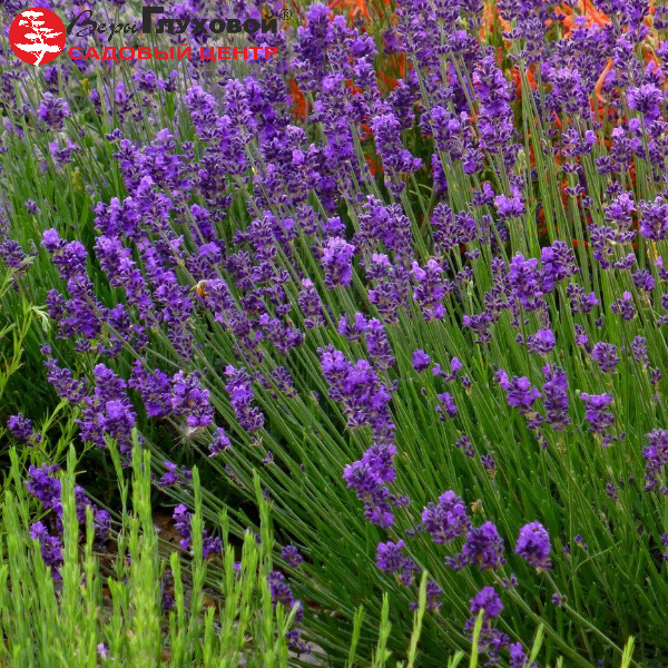 Основное изображение товара