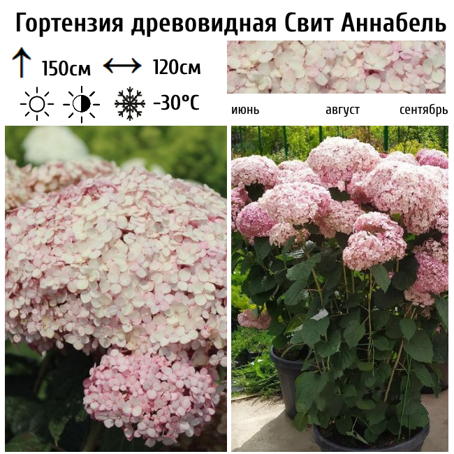 Гортензия древовидная Свит Аннабель