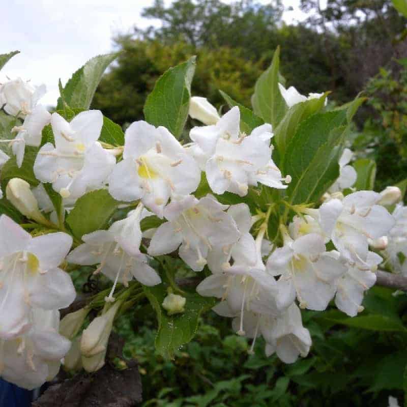 Основное изображение товара