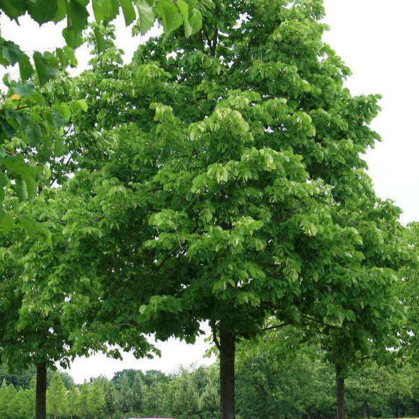 Основное изображение товара