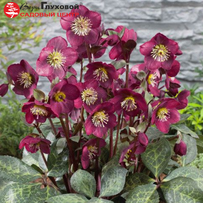 Основное изображение товара