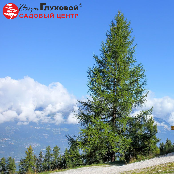 Лиственница сибирская