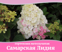 Зацвела гортензия Самарская Лидия
