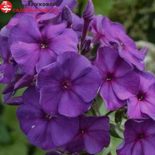 Основное изображение товара