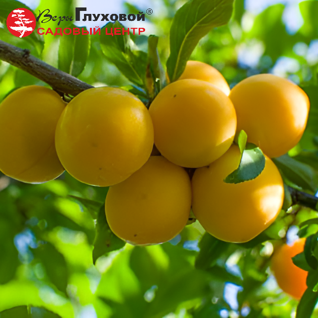 Слива Желтая самоплодная