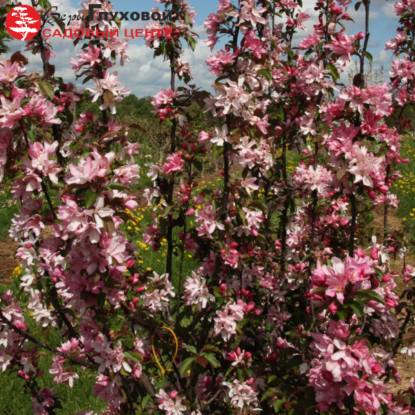 Основное изображение товара