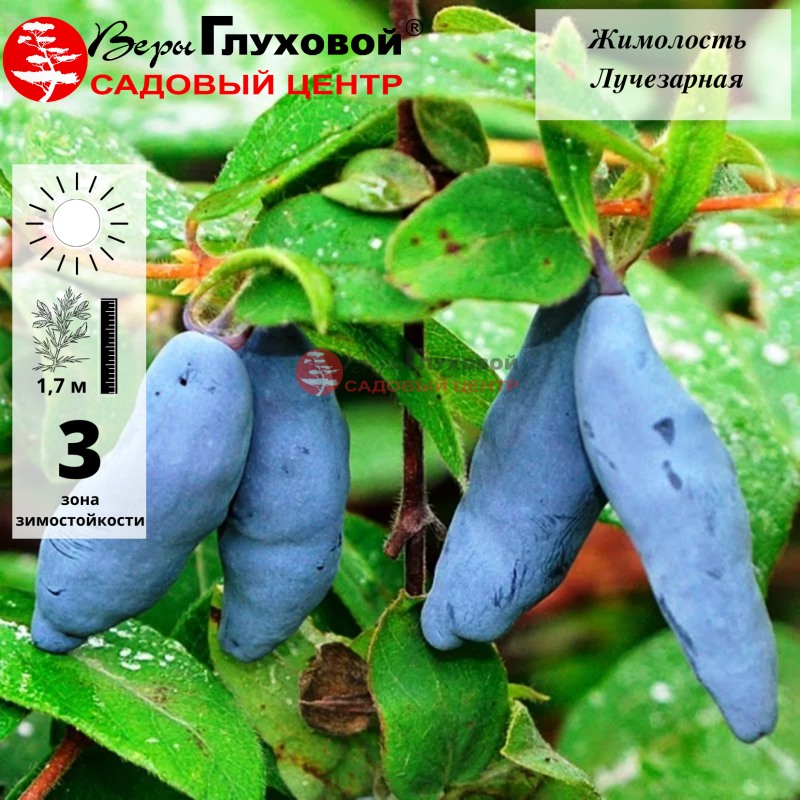 Жимолость Лучезарная