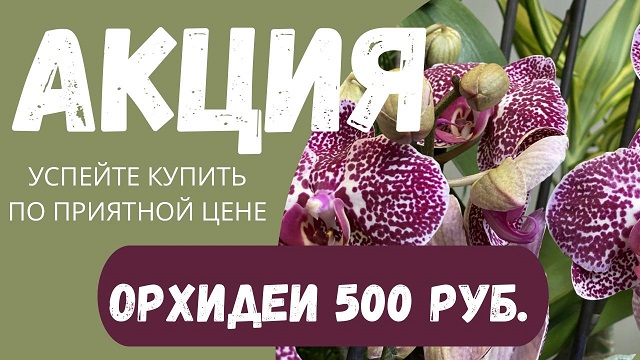 Уникальное предложение! Орхидея Фаленопсис за 500 руб.! АКЦИЯ действует до 25.12.2022г. Уникальное предложение! Орхидея Фаленопсис за 500 руб.! АКЦИЯ действует до 25.12.2022г.