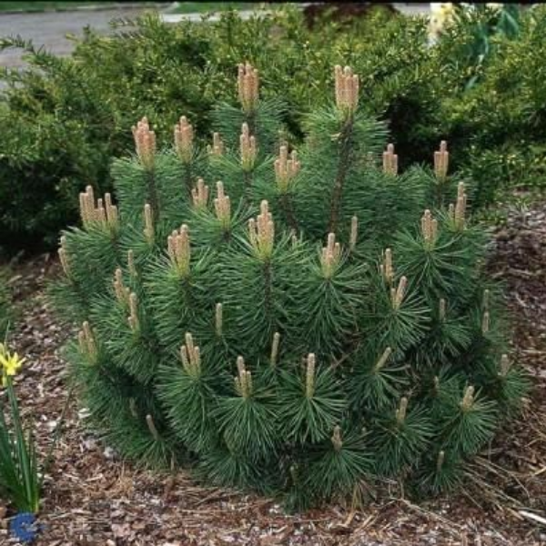 Основное изображение товара