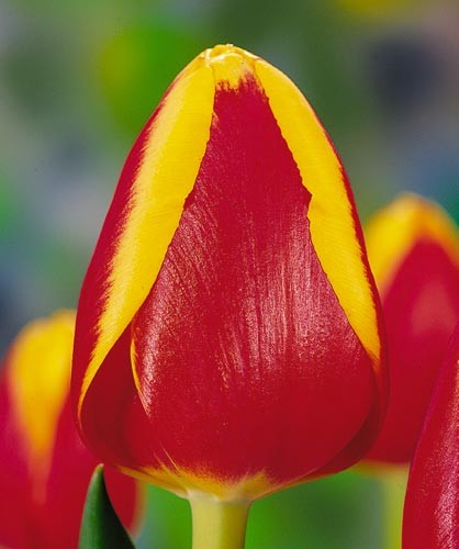 Тюльпан Рэмбо скоро в продаже Тюльпан Рэмбо скоро в продаже