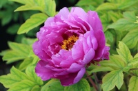 Как сделать красивый сад