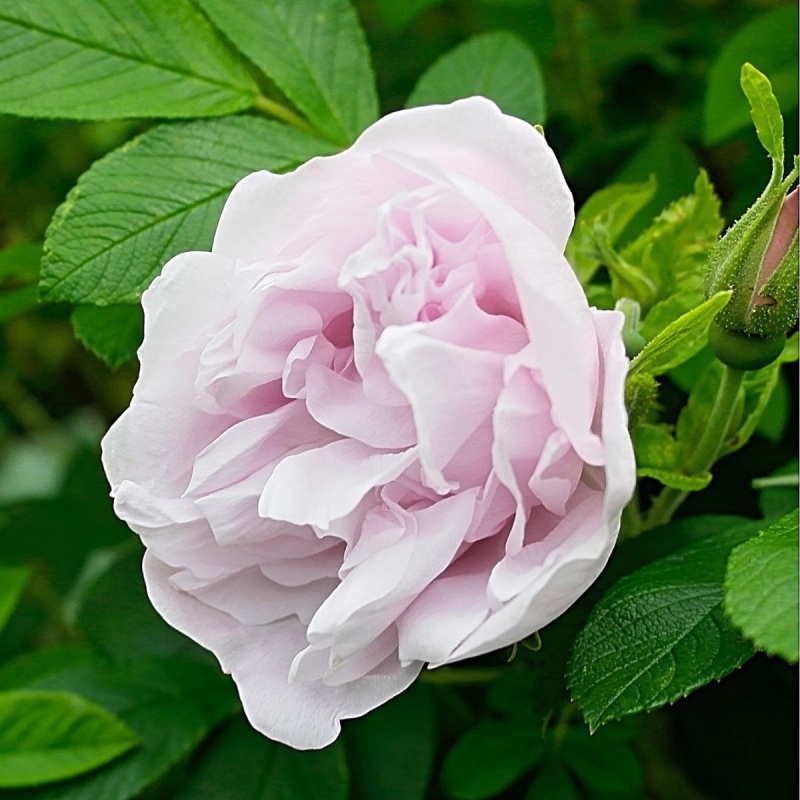 Роза Ругоза Schneekoppe