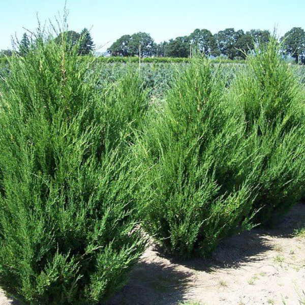 Основное изображение товара