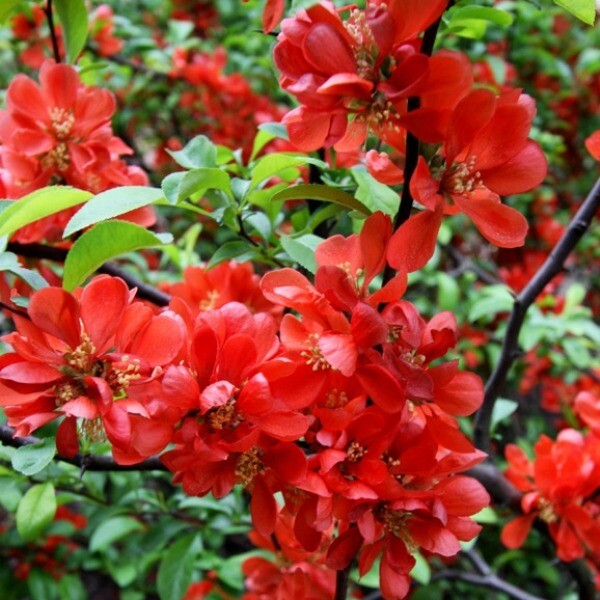 Основное изображение товара