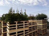 Новое поступление хвойных растений