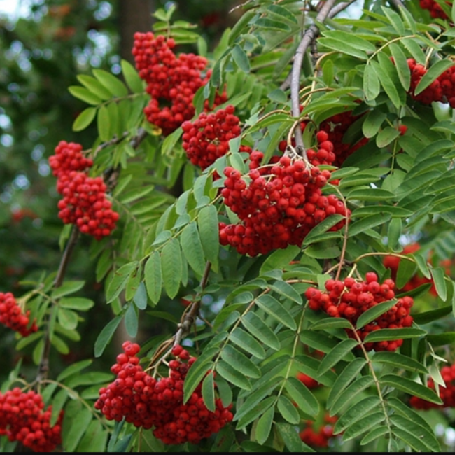 Основное изображение товара