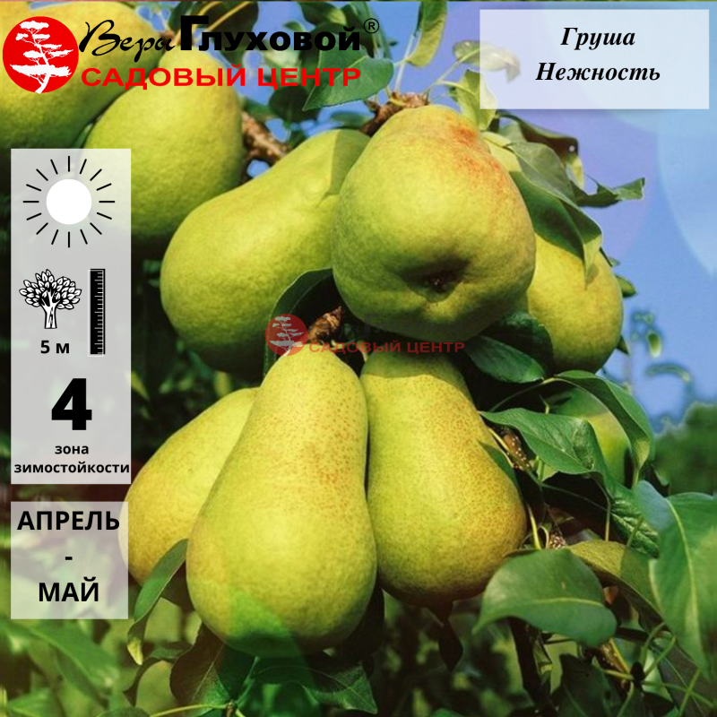 Груша Нежность