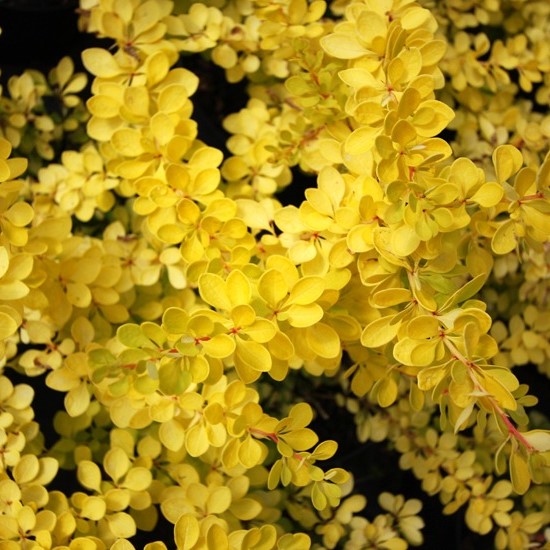 Барбарис Тунберга "Санни" Berberis thunbergii "Sunny"
