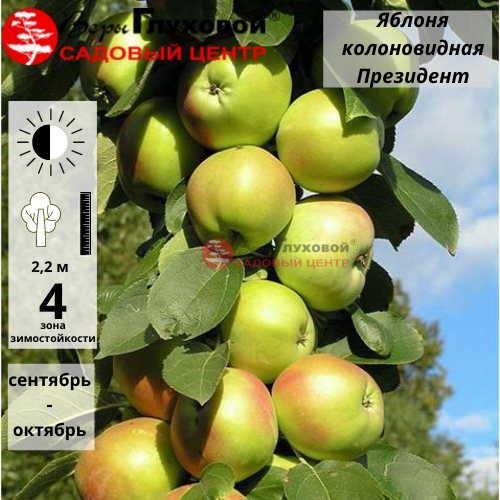 Яблоня колоновидная Президент (летний сорт)