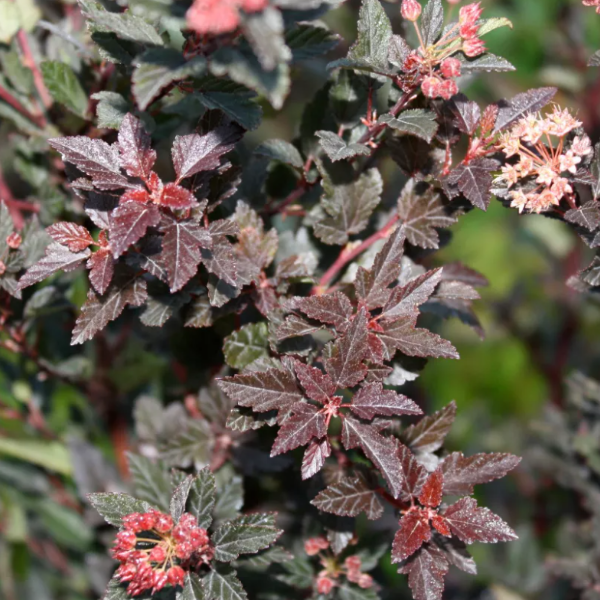 Основное изображение товара