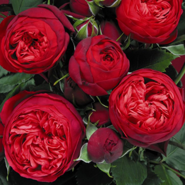 Основное изображение товара