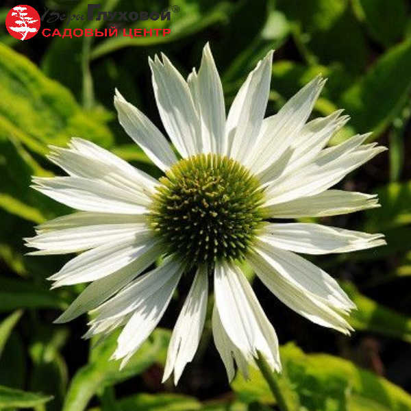 Основное изображение товара