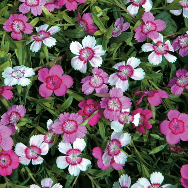 Основное изображение товара