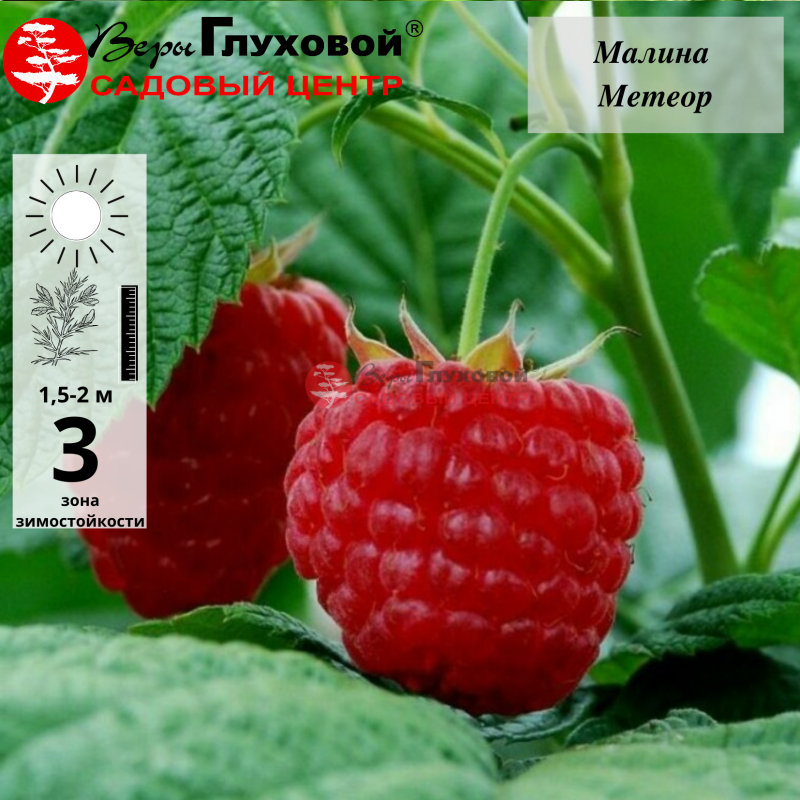 Малина Метеор (раннего срока созревания)