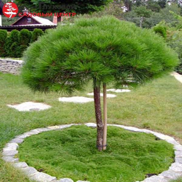 Основное изображение товара